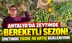 Antalya’da zeytinde bereketli sezon: Üretimde yüzde 40 artış bekleniyor!