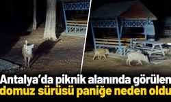 Antalya’da piknik alanında görülen domuz sürüsü paniğe neden oldu