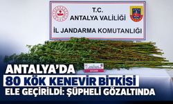 Antalya'da 80 kök kenevir bitkisi ele geçirildi: Şüpheli gözaltında