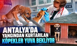 Antalya'da yangından kurtarılan köpekler yeni yuvalarını bekliyor