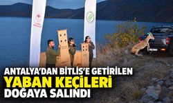 Antalya’dan Bitlis’e getirilen yaban keçileri doğaya salındı