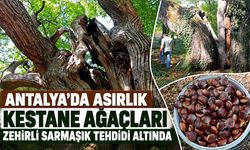 Antalya’da asırlık kestane ağaçları zehirli sarmaşık tehdidi altında
