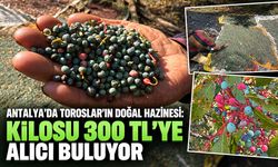 Antalya’da Toroslar’ın doğal hazinesi: Kilosu 300 TL’ye alıcı buluyor