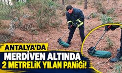 Antalya’da merdiven altında 2 metrelik yılan paniği!