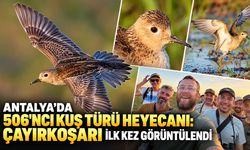 Antalya’da 506'ncı kuş türü heyecanı: Çayırkoşarı ilk kez görüntülendi