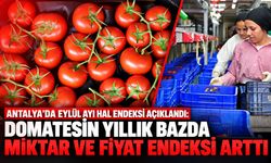 Antalya'da Eylül ayı hal endeksi açıklandı: Domatesin yıllık bazda miktar ve fiyat endeksi arttı