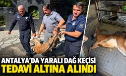 Antalya’da yaralı dağ keçisi tedavi altına alındı