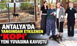 Antalya’da yangından etkilenen “Kopi” yeni yuvasına kavuştu