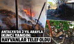 Antalya'da 2 yıl arayla ikinci yangın: Hayvanlar telef oldu
