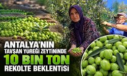 Antalya’nın tavşan yüreği zeytininde 10 bin ton rekolte beklentisi