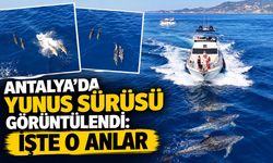 Antalya’da yunus sürüsü görüntülendi: İşte o anlar