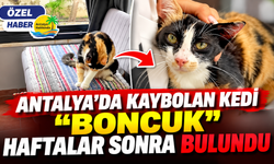 Antalya'da kaybolan kedi "Boncuk" haftalar sonra bulundu