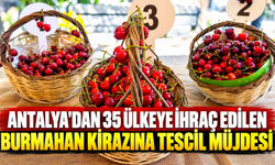 Antalya'dan 35 ülkeye ihraç edilen Burmahan kirazına tescil müjdesi