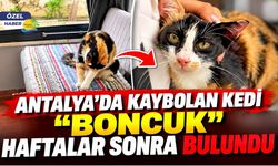 Antalya'da kaybolan kedi "Boncuk" haftalar sonra bulundu
