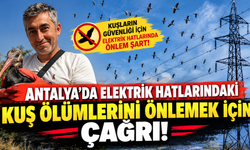 Antalya'da elektrik hatlarındaki kuş ölümlerini önlemek için çağrı!