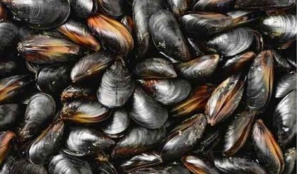 Midye Yemeden Önce Bir Daha Düşünün! ‘Midye Çöpten Yapılıyor.’