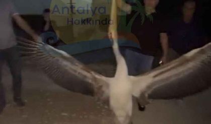 Antalya’da Vicdanları Sızlatan Olay! Elektrik tellerine çarpıp öldü.