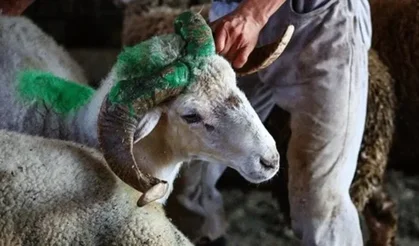 2026 kurban kesim bedeli ne kadar?