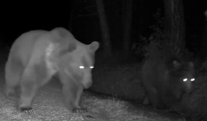 Fotokapanlar kaydetti: Boz ayılar böyle görüntülendi