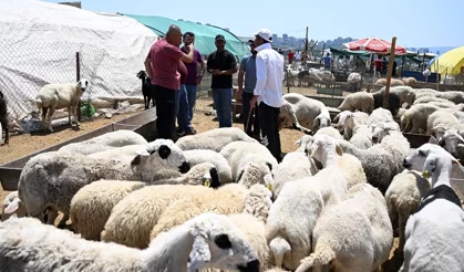 2026 Küçükbaş kurbanlık fiyatları ne kadar?