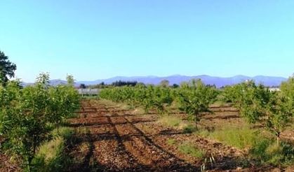 Antalya Kaş'ta 11 Bin Metrekare Tarla Mahkemeden Satışa Çıkarıldı