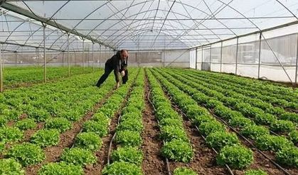 Antalya Elmalı'da 4 Bin Metrekare Sera İcradan Satışa Çıktı! İşte İhale Tarihleri ve Fiyatlar