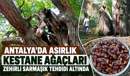 Antalya’da asırlık kestane ağaçları zehirli sarmaşık tehdidi altında