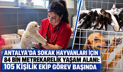 Antalya’da sokak hayvanları için 84 bin metrekarelik yaşam alanı: 105 kişilik ekip görev başında