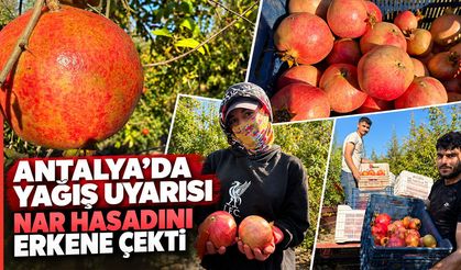 Antalya’da yağış uyarısı nar hasadını erkene çekti