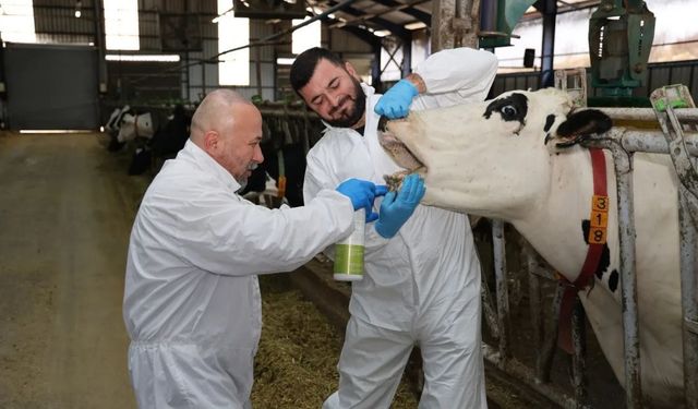 Şap hastalığına Burdur'dan yerli çözüm: İşte o bitkisel sprey