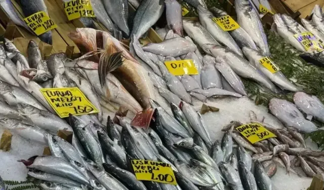 Sofralarda en çok yenen balık açıklandı! Sıralama değişti