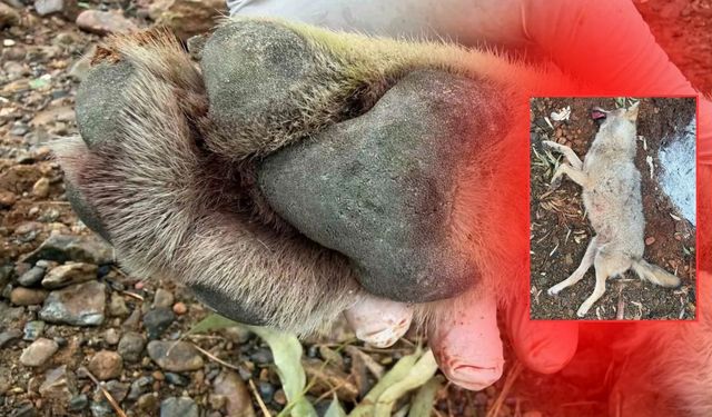 Antalya yolunda arabanın çarptığı kurt projeye ışık tutacak!