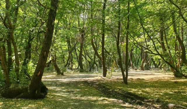 Antalya'nın o ilçelerinde bazı alanlar orman sınırı dışına çıkarıldı