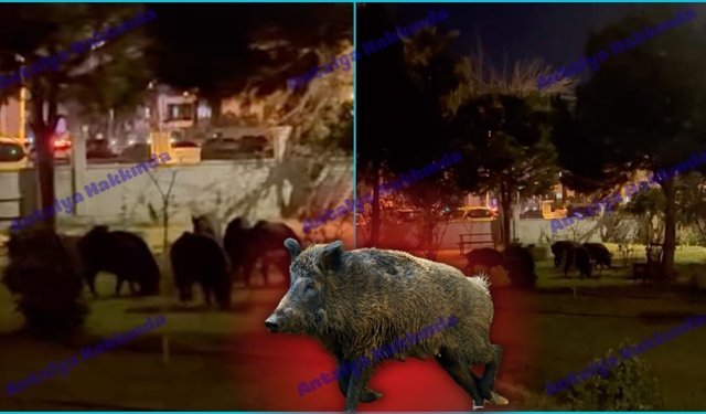 Antalya’da siteyi domuz sürüsü bastı!