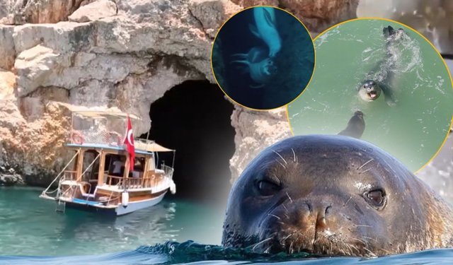 Antalya'da skandal girişim deşifre edildi: Fokların sığınaklarını turistik malzeme yaptılar!