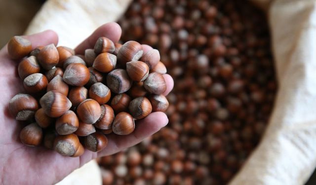 6 Mart 2026 Cuma fındık fiyatları ne kadar?