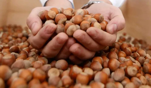 3 Mart 2026 Salı fındık fiyatları ne kadar?