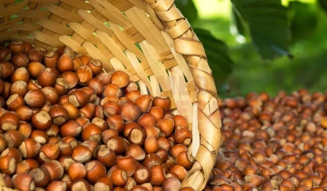 10 Mart 2026 Salı fındık fiyatları ne kadar? İl il fındık fiyatları