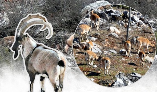 Antalya'da kar bastırınca sürü halinde köye indiler