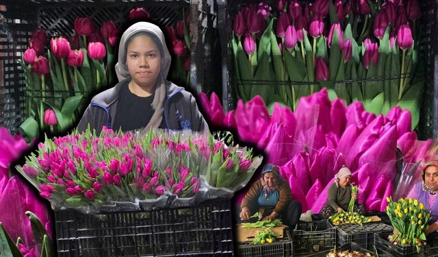 Topraksız tarımda Antalya imzası: Yarım milyon lale 8 Mart'a hazır