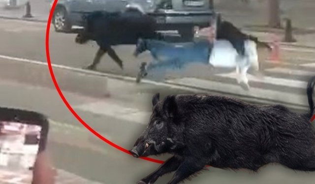 Yaya geçidinde domuz çarptı, 3 kişi yaralandı! İşte o anlar