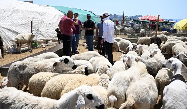 2026 Küçükbaş kurbanlık fiyatları ne kadar?