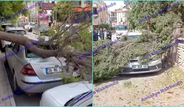 Antalya’da fırtına ağaçları devirdi, araçlar zarar gördü!