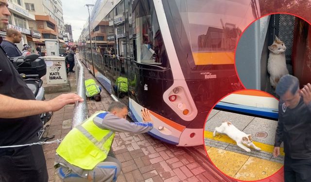 Antalya'da tramvayın altına giren yavru kedi seferleri durdurdu!