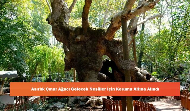 Asırlık Çınar Ağacı Gelecek Nesiller İçin Koruma Altına Alındı