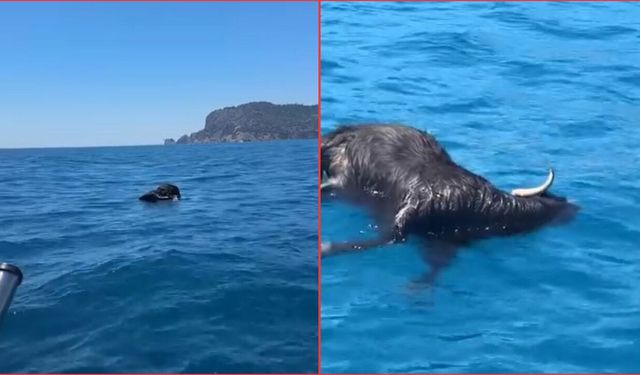 Alanya Kalesi açıklarında ölü keçi bulundu!