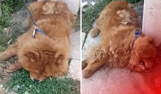 Antalya'da köpeğin eziyet sonucu öldüğü iddiası: 1 kişi gözaltında