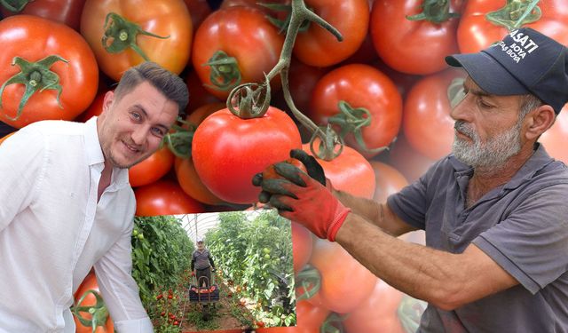 Antalya'da yazlık domates hasadı başladı: Üretici memnun, gözler fiyatlarda!