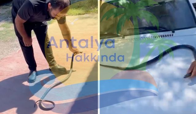 Antalya'da yılan paniği! Vatandaşlar tarafından yakalandı