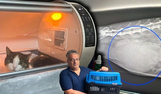 Alanya'da bir kedinin karnından yarım kiloya yakın kist çıkarıldı
